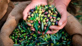Оливковое масло: польза и применение
