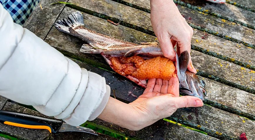  Основные объемы производства икры форели приходятся на Мурманскую область, Карелию и Ленинградскую область