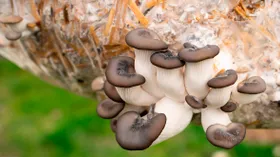 Как вырастить вешенки в домашних условиях: пошаговая инструкция для начинающих