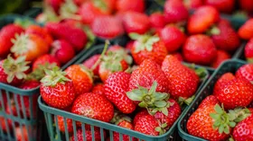 Ранняя клубника: откуда она берется, опасна ли и как правильно выбрать ягоды