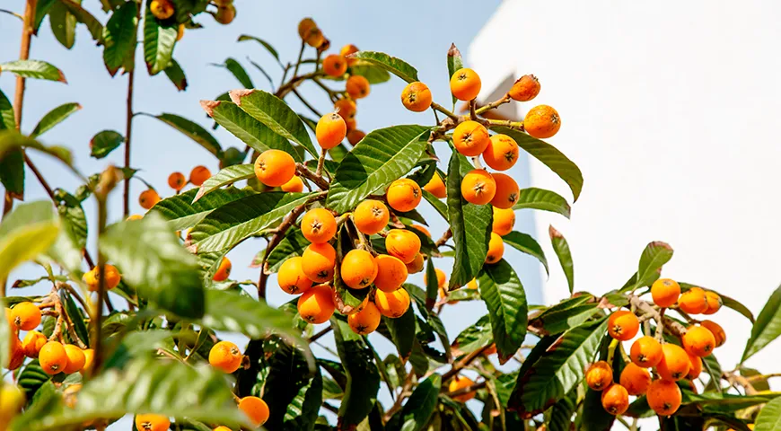 Плоды мушмулы созревают в апреле–июне