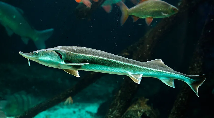 Стерлядь (Acipenser ruthenus) — это самый мелкий представитель осетровых