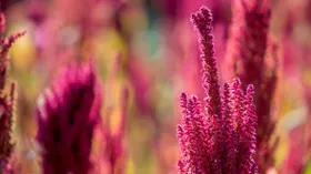 Уникальный чайный сорт амаранта вывели ученые из России