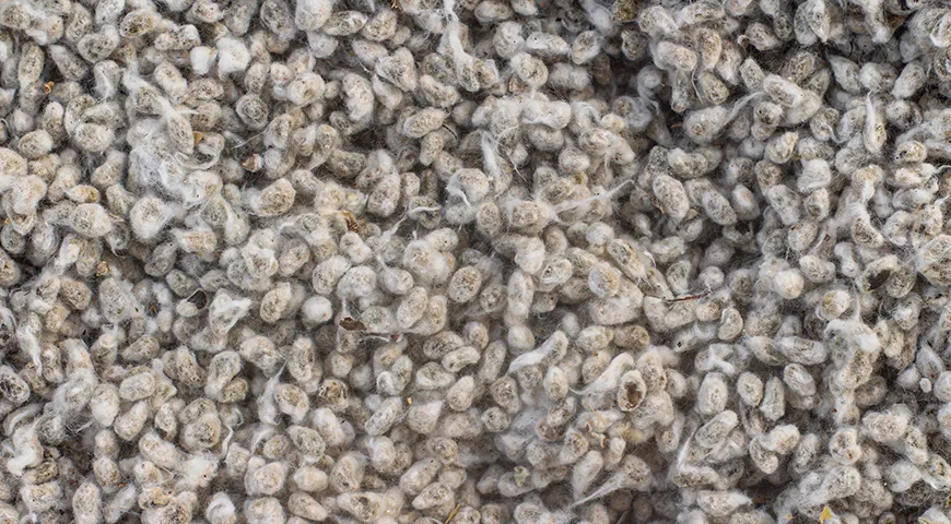 Получают хлопковое масло масло из семян хлопчатника