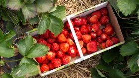 Cколько клубники можно съедать в день и другие важные вопросы о любимой летней ягоде