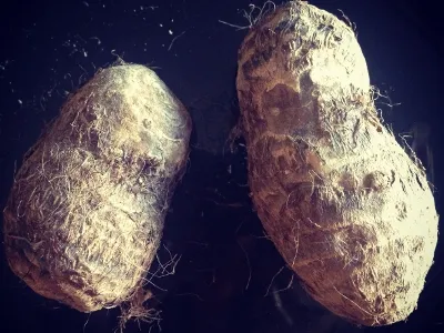 Таро — волосатый картофель