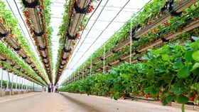 Цифровые фермы будущего в Питере, начинаем с клубники и микрозелени