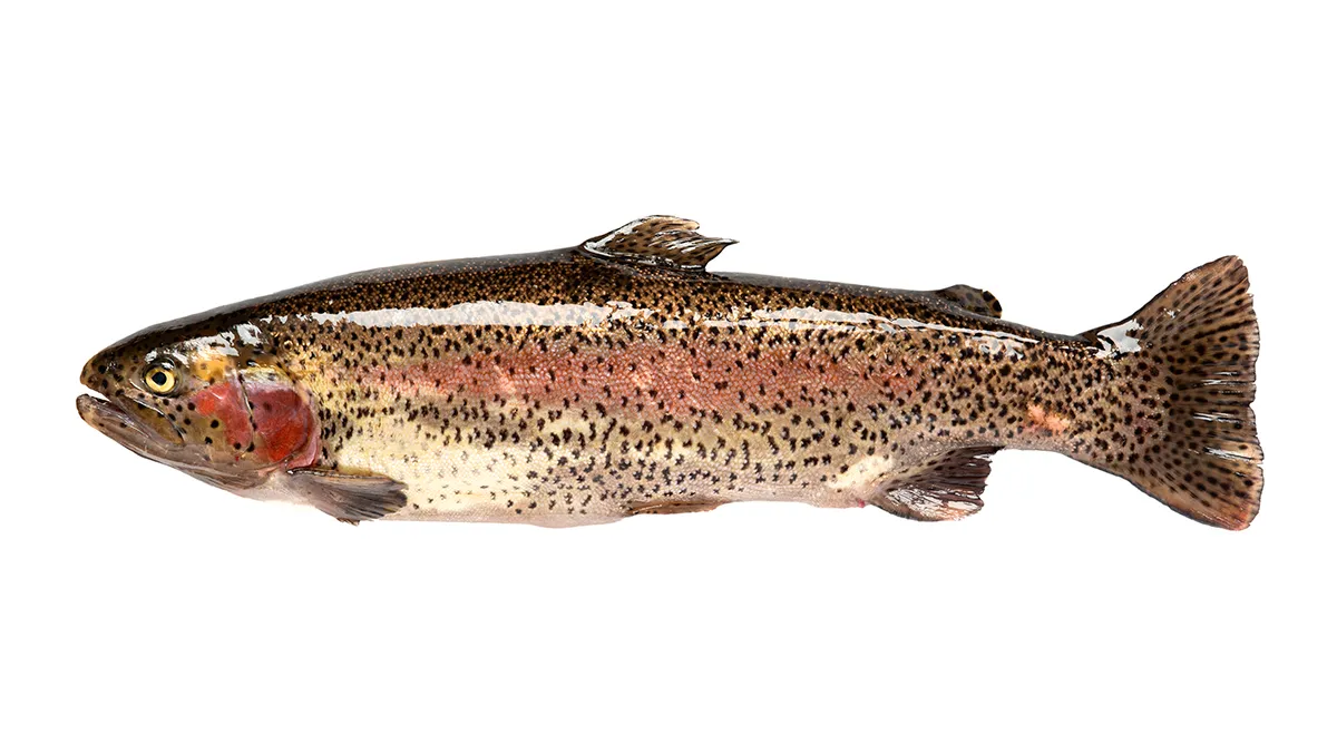 Радужная форель