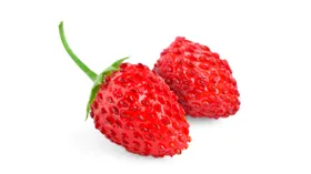 Земляника лесная