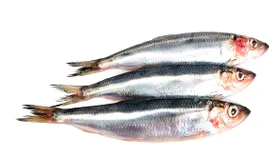 Салака: описание продукта