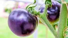 Как полюбить ГМО: от каких болезней может защитить недавно выведенный фиолетовый помидор