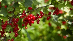 Безопасно ли есть ягоды с куста? Эксперт поставила точку в этом вопросе