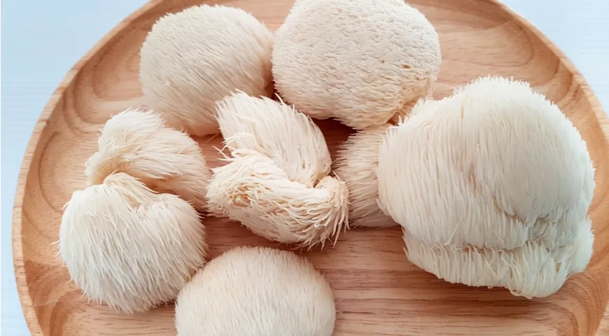 Функциональные грибы «львиная грива» (ежовик гребенчатый)