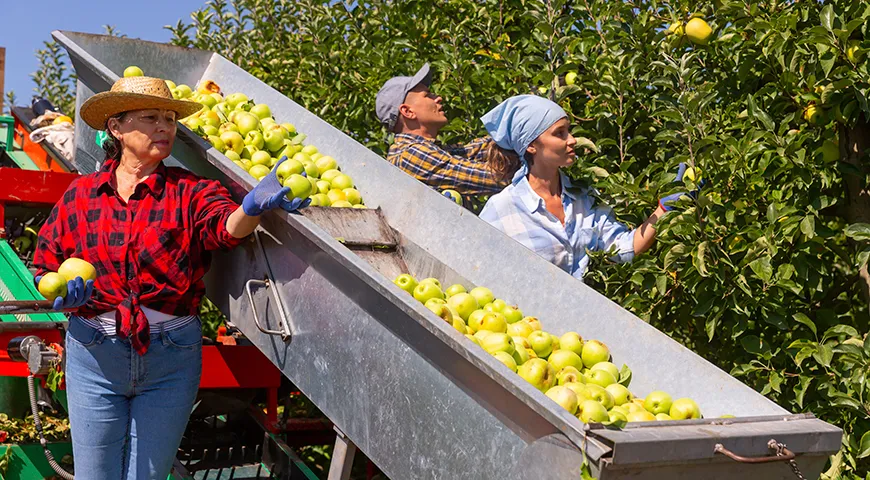 Самый яркий вкус у яблок сорта Голден — с конца сентября по октябрь
