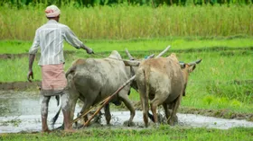 В России появятся сыры и буйволиное мясо из Индии