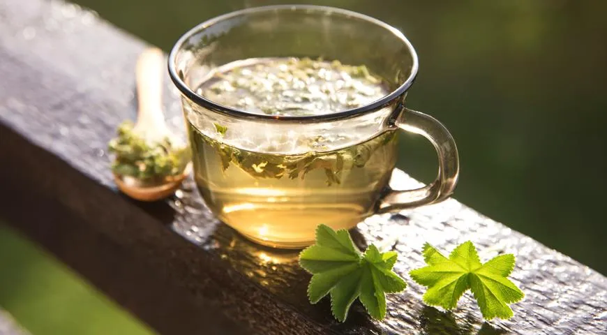Лекарственные свойства чая из побегов плодовых для зимнего сада