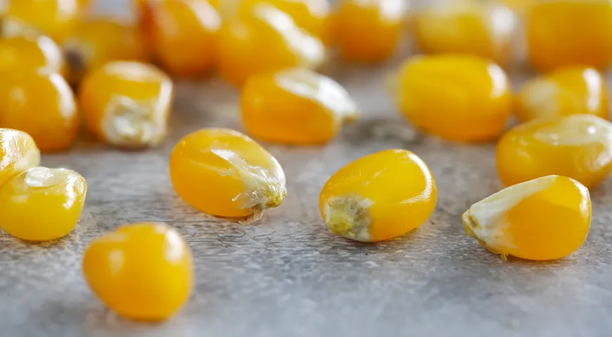 Внешняя оболочка попкорна настолько прочная, что может выдержать довольно большое давление, прежде чем лопнет. За это время крахмал внутри зерна увлажняется и смягчается