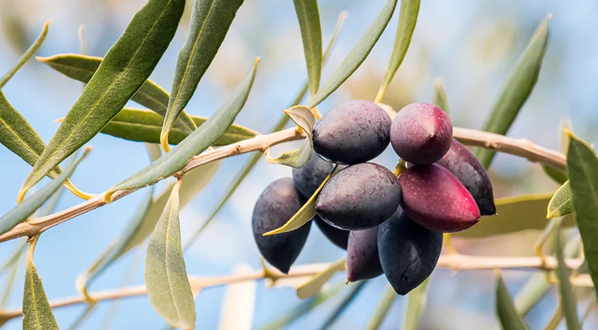 Название оливок «каламата» происходит от одноименного греческого города на Пелопоннесе, где их выращивают уже тысячи лет