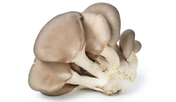 устричные грибы