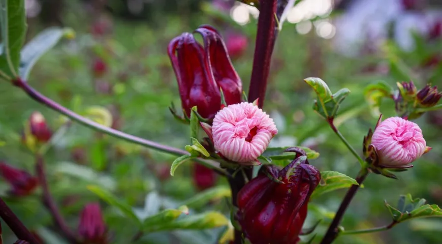 Гибискус сабдариффа, чашечки и цветы