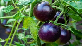 Шоколадный перец и черный сыр: уникальные продукты, созданные без ГМО 