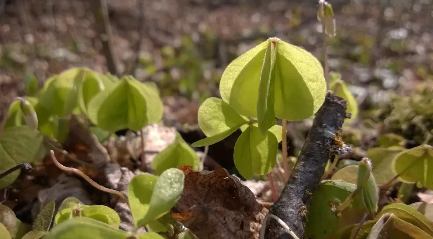 Закрытые листья кислицы