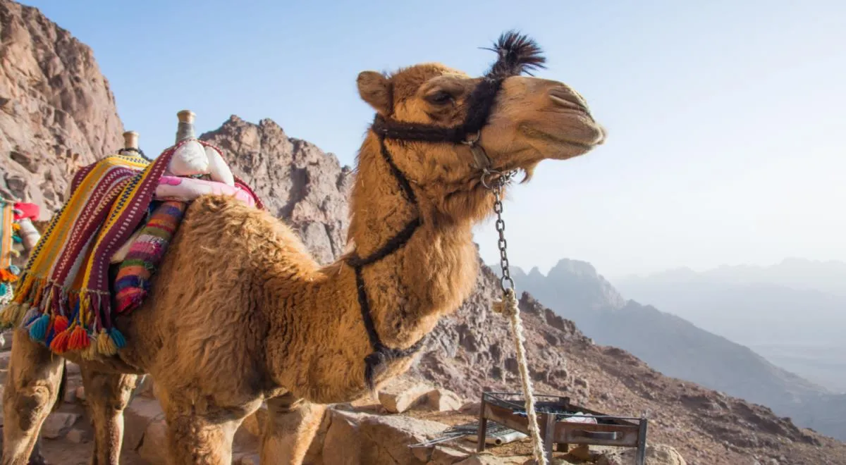 Верблюжье молоко