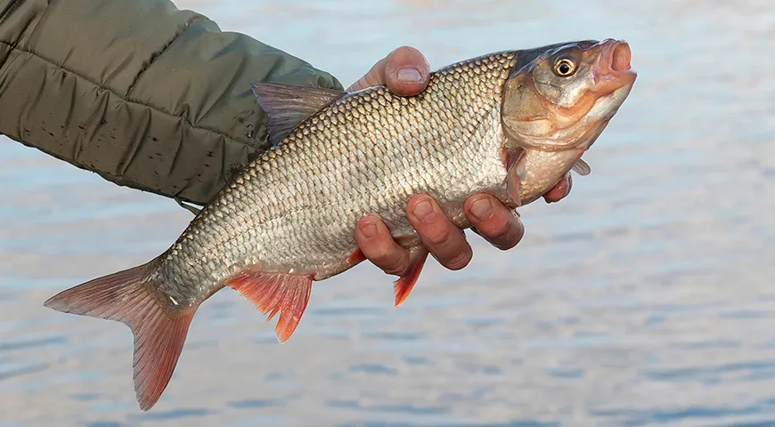 Испокон веков язь населял реки севера и восточной Европы — от великой Волги до полноводного Дуная