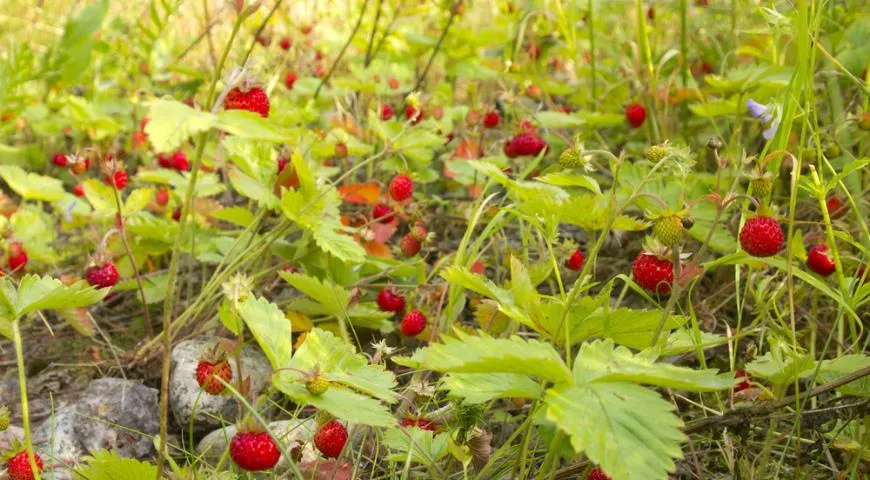 Сезон сбора лесной земляники в средней полосе России длится с конца июня до середины июля, а в более северных широтах смещается на конец месяца
