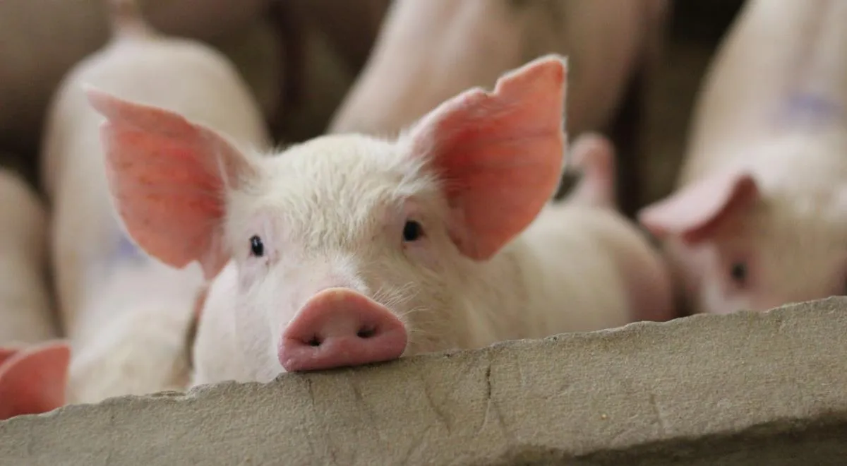 Почему так много людей не едят свинину, и при чем тут миграция народов