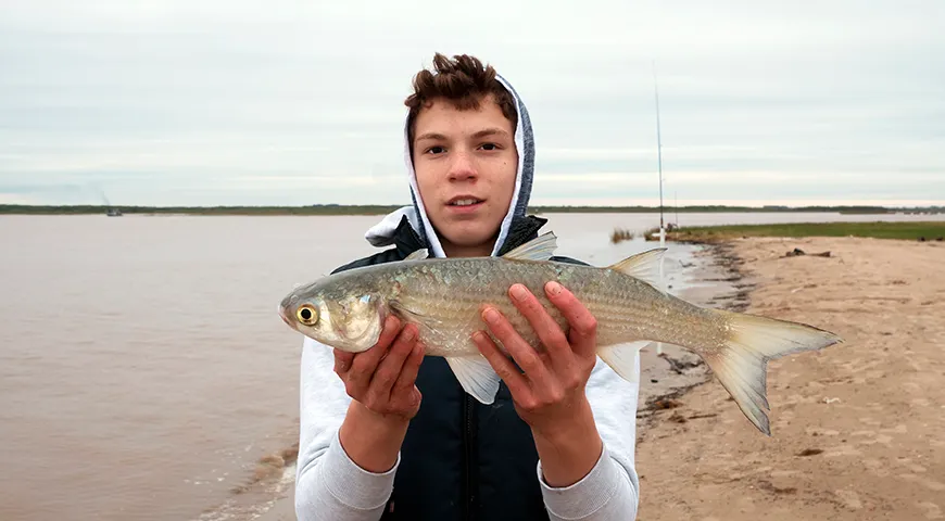 Промышленный вылов лобана наиболее интенсивен в конце лета и осенью, когда его вкус достигает пика