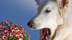 Пищевая аллергия, аллергия на пыль, как лечить аллергию