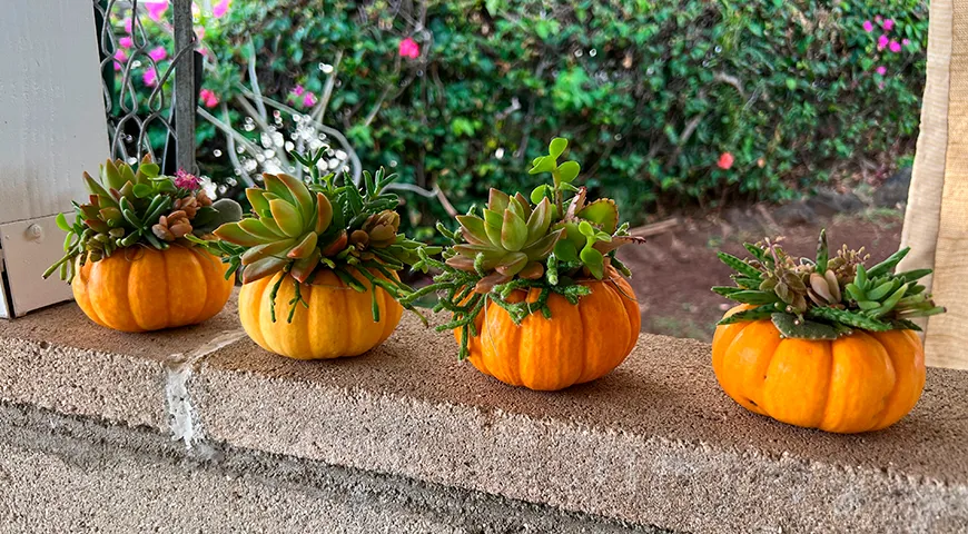 Мини-горшки для суккулентов