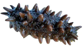 Трепанг: все о продукте, как выбирать, что приготовить