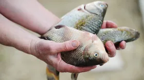 Какие паразиты могут содержаться в рыбе и как правильно ее приготовить, чтобы избежать рисков