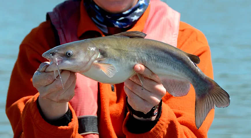 У свежего усача глаза должны быть выпуклыми, прозрачными, со «стеклянностью»
