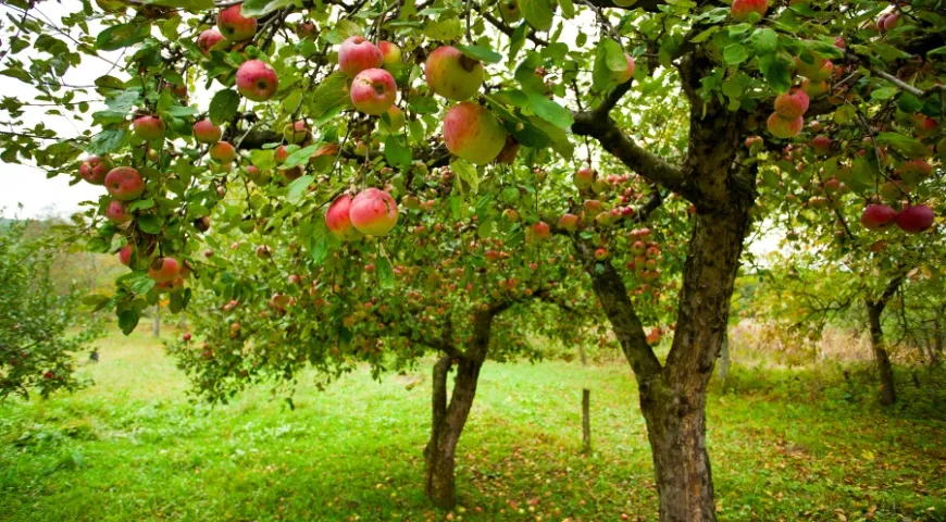 Яблони в саду перед сбором урожая