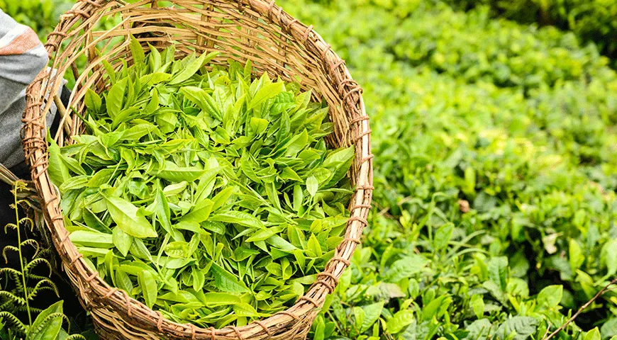 Сбор чайных листьев на плантации
