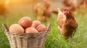 Что такое эко-френдли куриные яйца и чем они отличаются от обычных