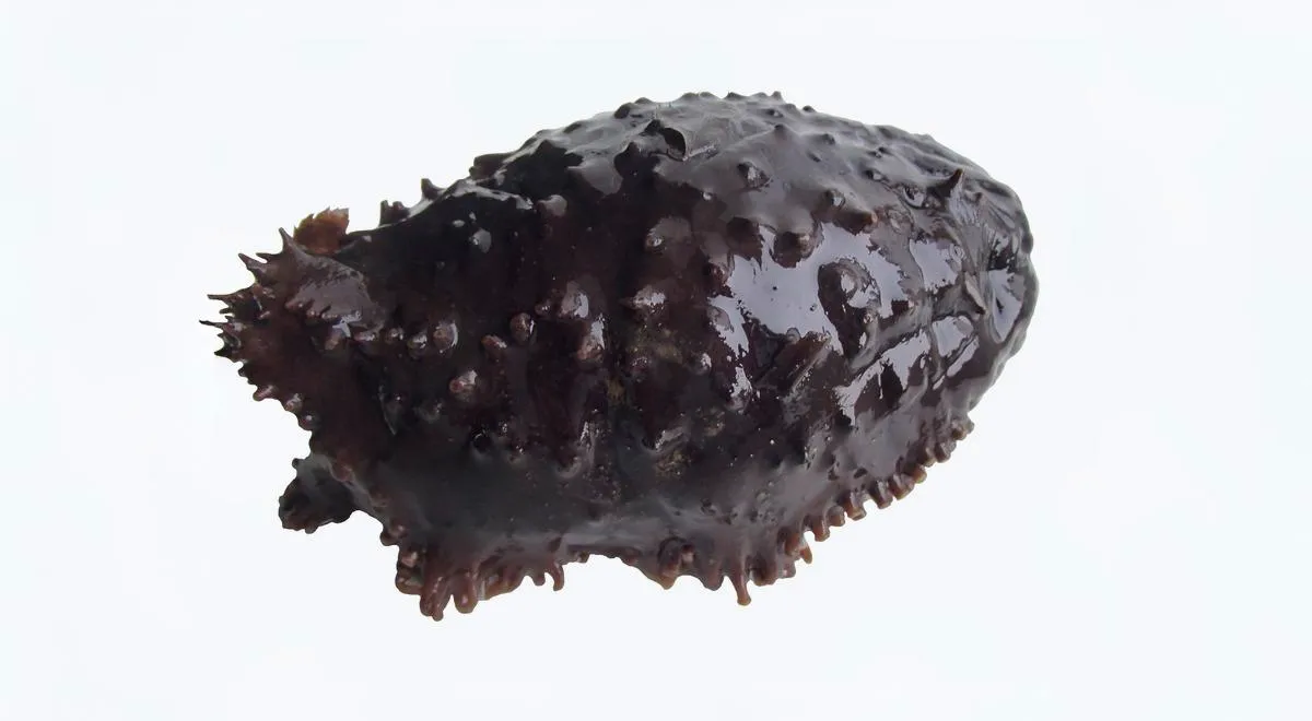 Кукумария японская