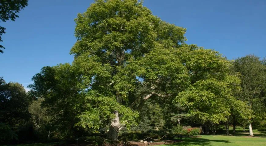 Дерево грецкий орех, растущий в сельском Девоне, Англия