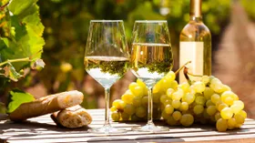 Что такое органическое вино: мода, маркетинг или возвращение к истокам