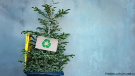 Как правильно утилизировать елку и другие новогодние украшения без вреда для природы
