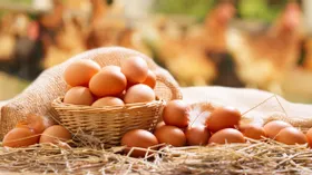 Учёные объяснили, зачем съедать по три яйца в день