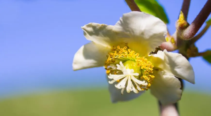 Цветок актинидии деликатесной