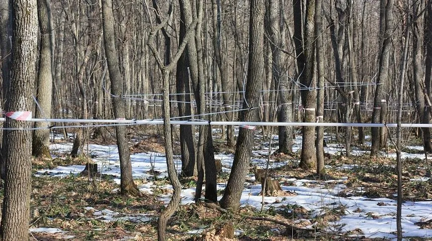 В лесу установлено 150 километров труб для добычи сока