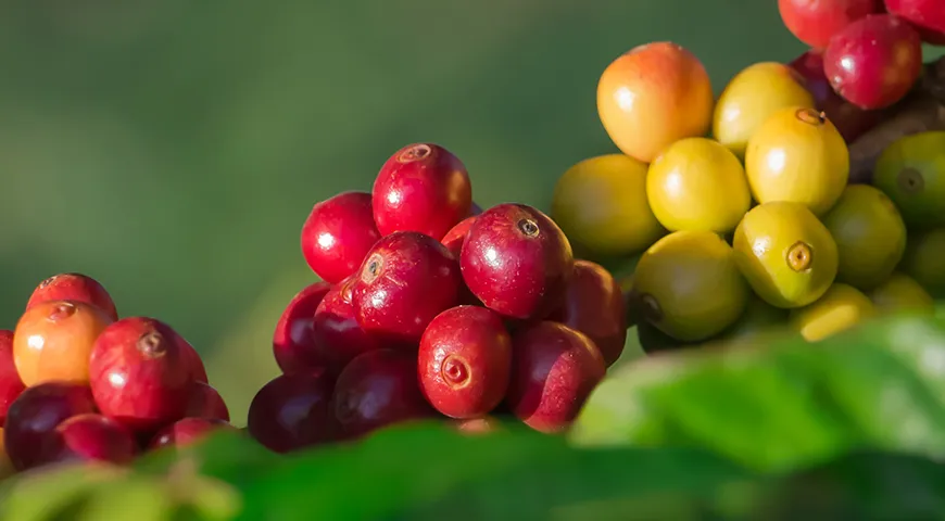 Арабика лучше всего растет на высоте, часто более 1200 м над уровнем моря. В таких условиях ягоды созревают медленнее, и зерна формируют более сложные вкус и аромат
