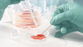 Швейцарские ученые вырастили мясо в пробирке