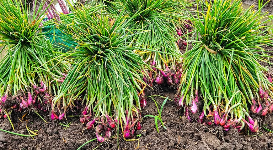 Основное время уборки шалота в Северном полушарии — с июня по сентябрь