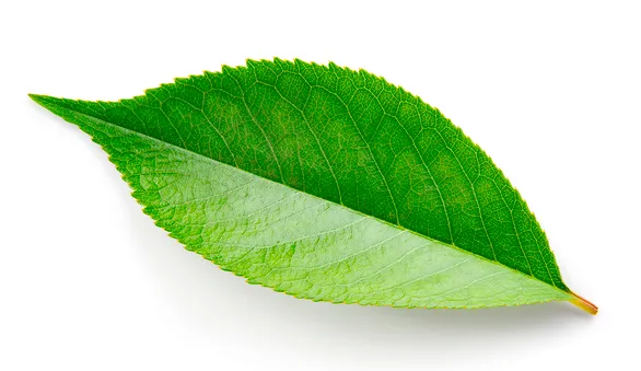 Листья вишни